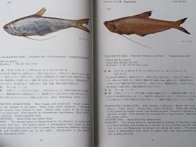 南海の魚類　 　　日文精装  　19８２年出版、海洋水産資源開発センター、昭和５７年、333p、27cm