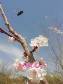 花香蜂自来