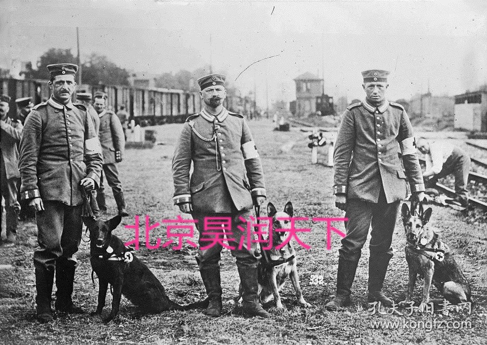 德国红十字会人员和犬 1914年