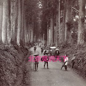 日本日光的柳杉大道 1904年