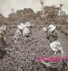 采茶的日本妇女 1906年
