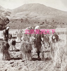 日本农民割稻 1904年