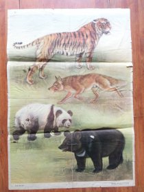动物学教学挂图  虎、狼、黑熊、熊猫