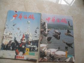 中华信鸽 1993