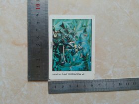 植物卡片