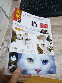 猫：爱猫养护实用手册