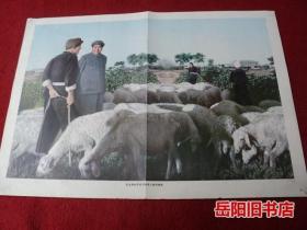 毛主席在农村与牧羊人亲切谈话 宣传画 画报内页插页