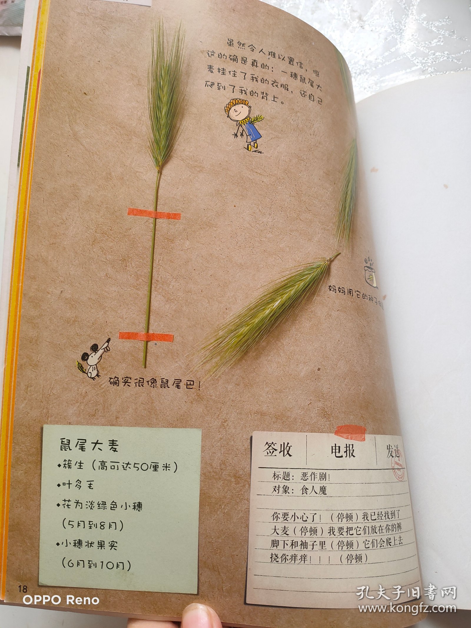 魔豆杰克的魔力植物标本集（孩子应该知道的植物标本）