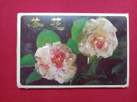 明信片《茶花》一册12张1987年12月1版1印（上海人民美术出版社）