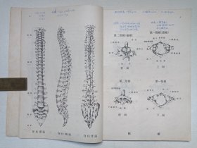 《人体解剖图谱（上册）》1955年6月1版1印（人民卫生出版社出版，卫生部/医学模型制造厂编绘，签字：吴焰荣，限印6600册）