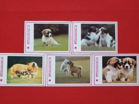 《狗图:恭贺新春年历卡、月历卡、日历卡片》1981年5张合售