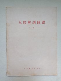 《人体解剖图谱（上册）》1955年6月1版1印（人民卫生出版社出版，卫生部/医学模型制造厂编绘，签字：吴焰荣，限印6600册）