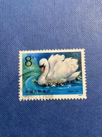 T83天鹅（4-1）8分（无薄裂随机发货）邮票信销JT老旧邮票
