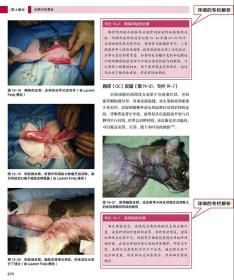 猫软组织手术与普通外科手术 猫外科手术学 9787570603510 猫软组织书籍