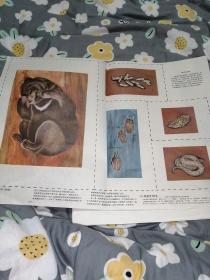 小学课本自然教育挂图，动物（3）共10张