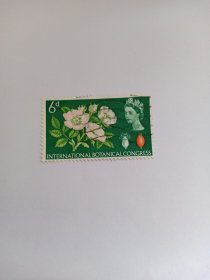 英国邮票 6d 1964年第十届国际植物学大会 爱丁堡-花卉 犬玫瑰 犬蔷薇 狗牙蔷薇 花卉邮票