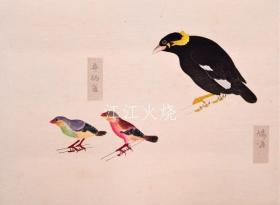 西泽笛亩 编/柳里恭鸟类谱/柳泽清鸟[版画][CWZW]