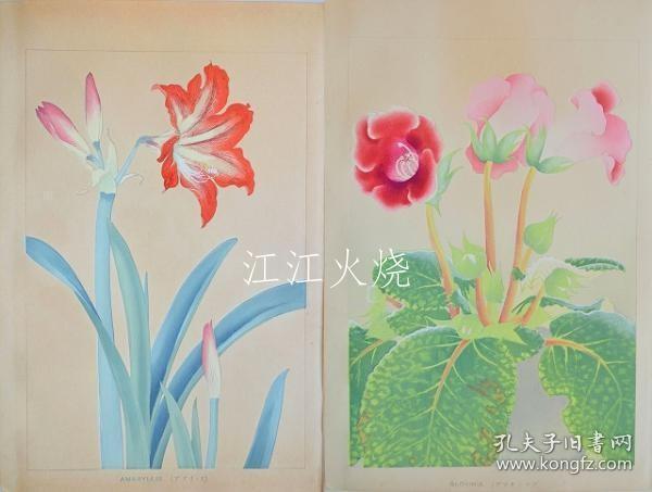 千种扫云/洋草花谱 Yoso Kafu/约索卡夫[版画][CWZW]