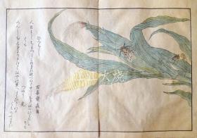 喜多川歌麿/虫类画谱　全 （14图）/所有昆虫（图 14）[版画][CWZW]