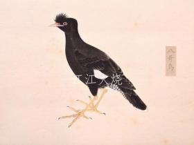 西泽笛亩 编/柳里恭鸟类谱/柳泽清鸟[版画][CWZW]