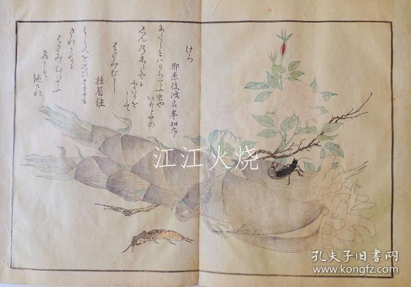喜多川歌麿/虫类画谱　全 （14图）/所有昆虫（图 14）[版画][CWZW]