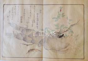 喜多川歌麿/虫类画谱　全 （14图）/所有昆虫（图 14）[版画][CWZW]