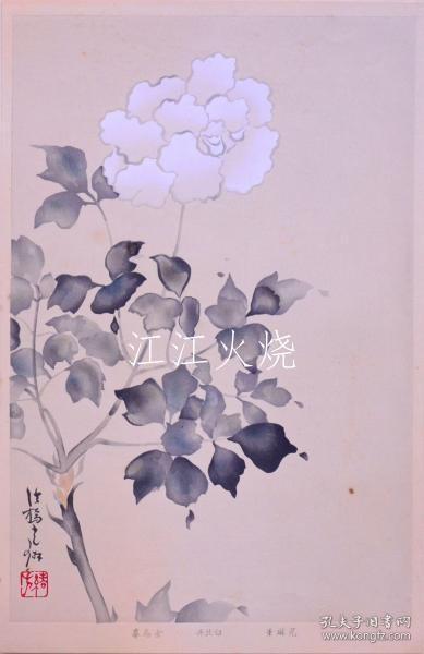 竹下弘编/琳派百华谱 春之卷 光琳笔：白牡丹/Rinpa 百花风 春卷光林 刷子：白牡丹[版画][CWZW]