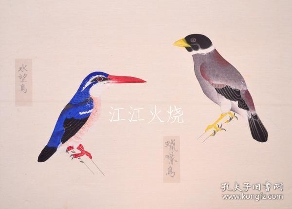 西泽笛亩 编/柳里恭鸟类谱/柳泽清鸟[版画][CWZW]