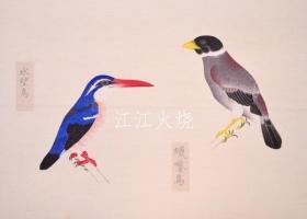 西泽笛亩 编/柳里恭鸟类谱/柳泽清鸟[版画][CWZW]