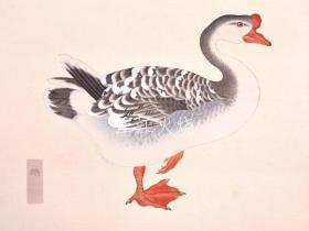 西泽笛亩 编/柳里恭鸟类谱/柳泽清鸟[版画][CWZW]