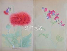 千种扫云/洋草花谱 Yoso Kafu/约索卡夫[版画][CWZW]