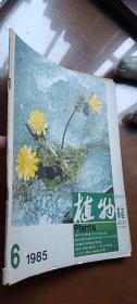 植物杂志1985年第6期