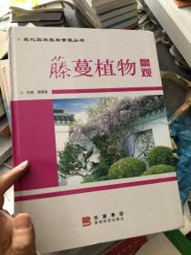 藤蔓植物景观