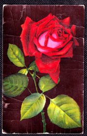 ◆ 奥地利明信片实寄1908年  ---------------   红玫瑰