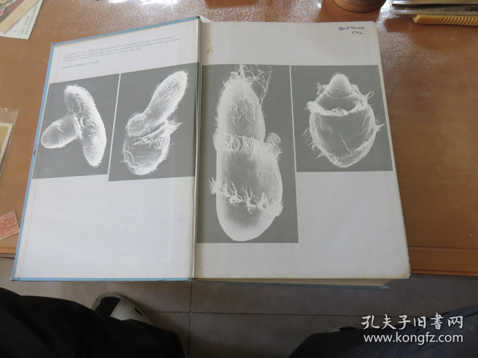 英文原版：一本生物学的书   biology（精装16开内大量插图）051124--