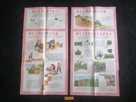 农业挂图：防治棉花病害（有农民地头劳作场景精美绘图）（1965年）（4开4张全）