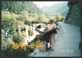 1991，九寨沟路边大鵰，当年旅游点有以稀奇野生动物拍照的营生
