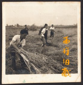 1964年，成都都江堰灌县农场收油菜劳作老照片