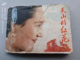 『满50元包邮』连环画小人书（天山的红花）75成新1977年版
