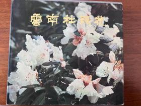 云南杜鹃花