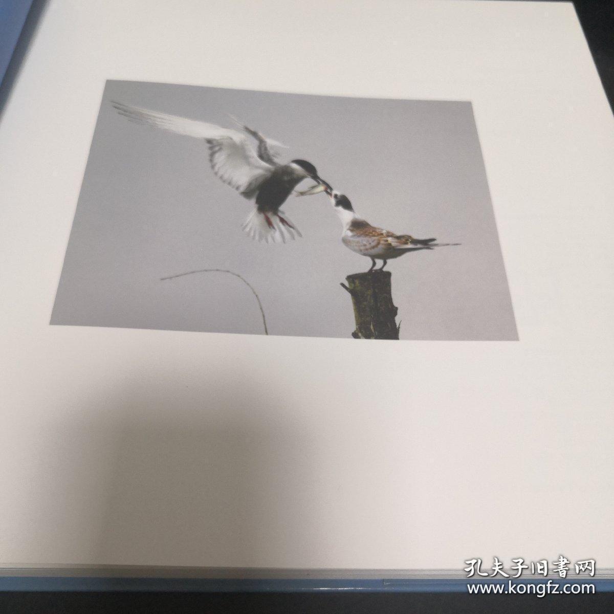 平天飞羽：安徽池州平天湖鸟类摄影