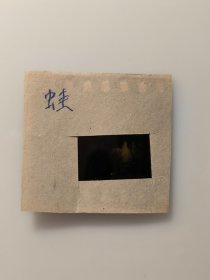 黑白照片的底片：蛙的彩色反转片 共1张售 文件盒十四 001
