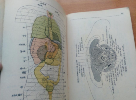 稀见民国初版一印“精品医学著作”《外科解剖学图谱》（插图本），白求恩医学院解剖学系译，32开平装一册全。“医务生活社”民国三十八年（1949）五月，初版一印刊行。内录大量解剖学彩绘插图，版本罕见，品如图。