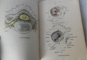 稀见民国初版一印“精品医学著作”《外科解剖学图谱》（插图本），白求恩医学院解剖学系译，32开平装一册全。“医务生活社”民国三十八年（1949）五月，初版一印刊行。内录大量解剖学彩绘插图，版本罕见，品如图。