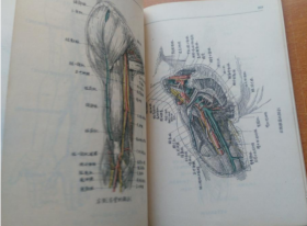 稀见民国初版一印“精品医学著作”《外科解剖学图谱》（插图本），白求恩医学院解剖学系译，32开平装一册全。“医务生活社”民国三十八年（1949）五月，初版一印刊行。内录大量解剖学彩绘插图，版本罕见，品如图。