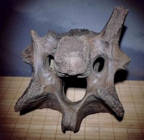 远古化石，远古冰河时期化石，“远古生物坐骨化石”，龙骨化石，“远古生物化石”，标本级收藏品，极为稀有，难得，珍贵，距今约数亿年，远古生物骨化石，包浆醇厚，沁色自然，神韵十足，万年前骨化石，化石器中之珍品，可遇不可求，难得一见可做珍店之宝