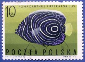 波兰主刺盖鱼--波兰邮票--早期外国邮票甩卖--实拍--包真--鱼类邮票