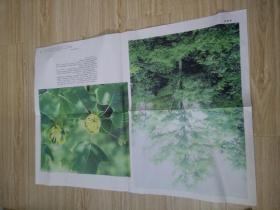 初级中学课本植物学教学挂图：我国珍贵的植物资源（7幅）