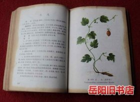 江西草药 彩色图版 红塑皮32开软精装