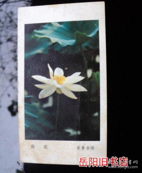 荷花 1983年年历片 姜景余摄  人民美术出版社